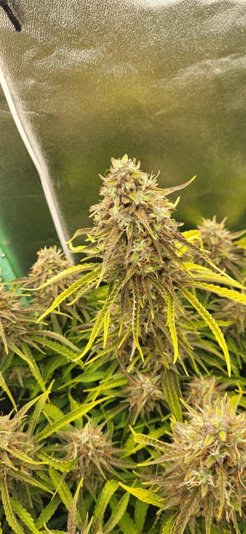 Finding the love again... Gelato Auto. Week 10