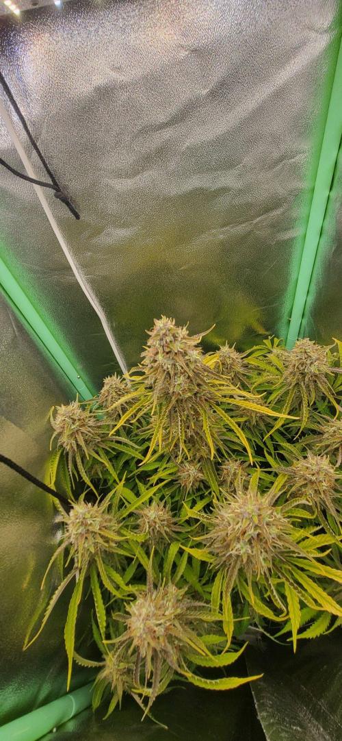 Finding the love again... Gelato Auto. Week 10