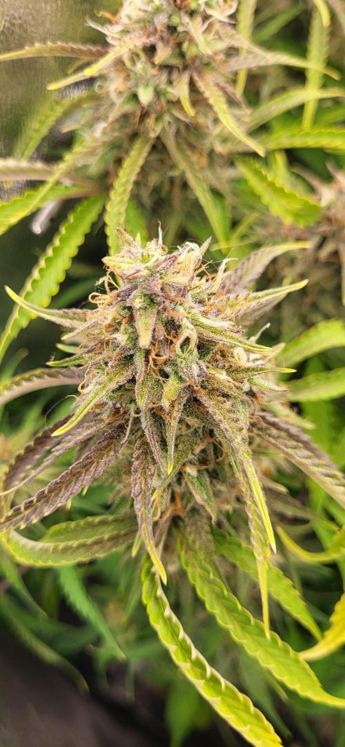 Finding the love again... Gelato Auto. Week 10