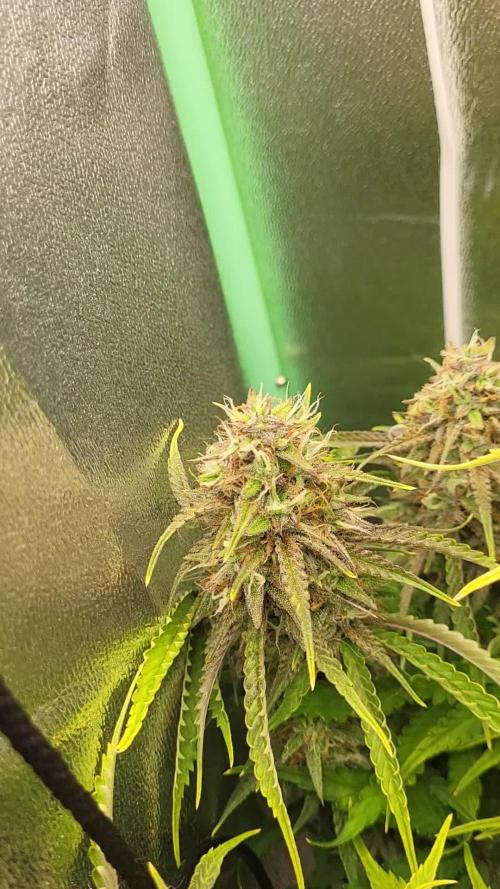 Finding the love again... Gelato Auto