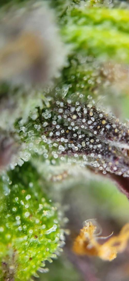 Finding the love again... Gelato Auto. Week 10