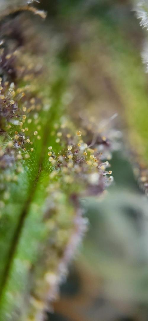 Gelato Auto. Week 10