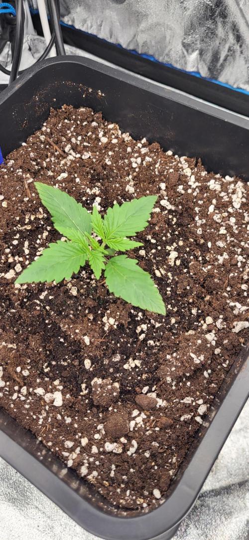 Blueberry Auto. Week 1