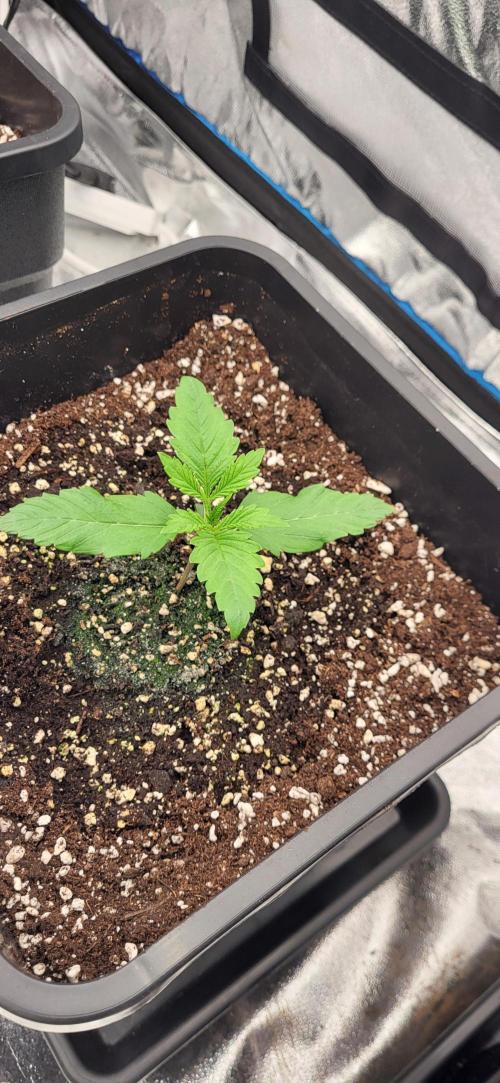Mango Cherry Runtz Auto. Week 1