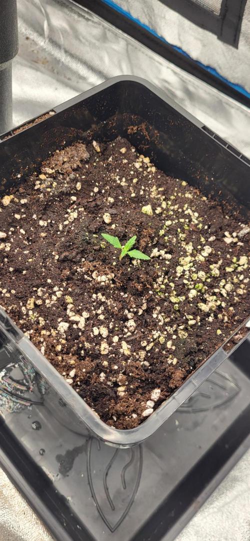 Tropicana Cookies Auto. Week 1
