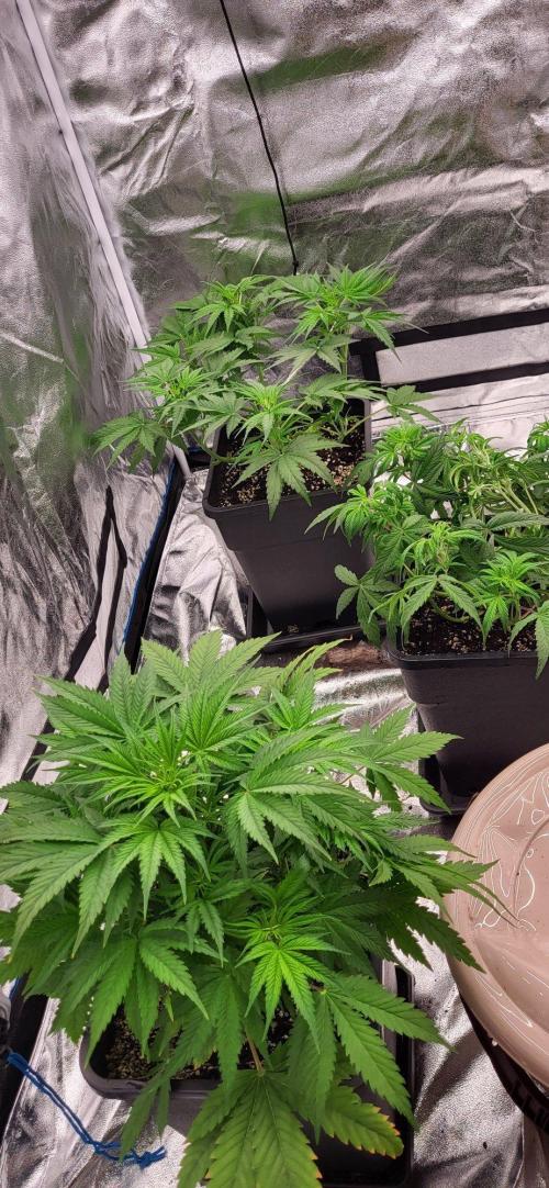 Exodus Cheese Auto 2. Week 4
