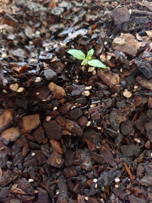 CannabaHut. Week 3