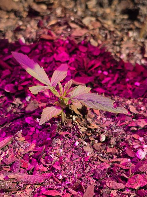 CannabaHut. Week 3