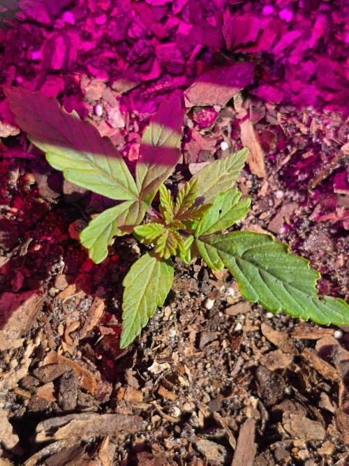 CannabaHut. Week 3