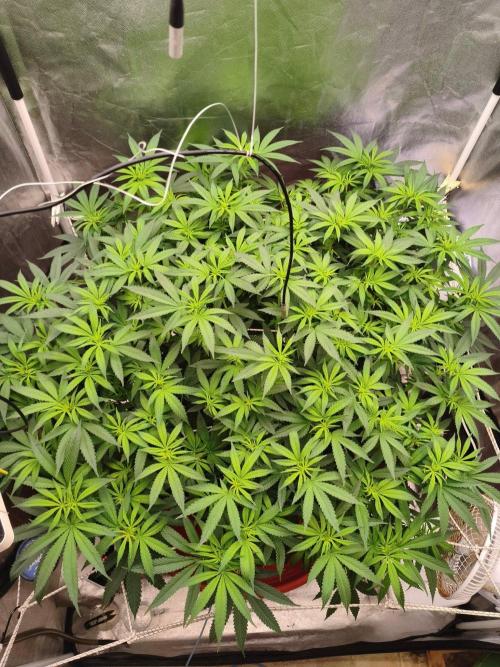 Bloom week 1. Week 1