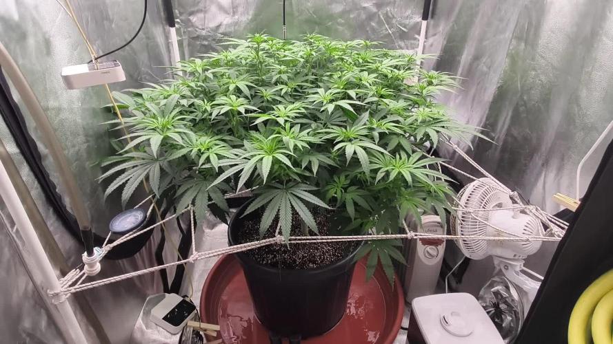 Bloom week 1