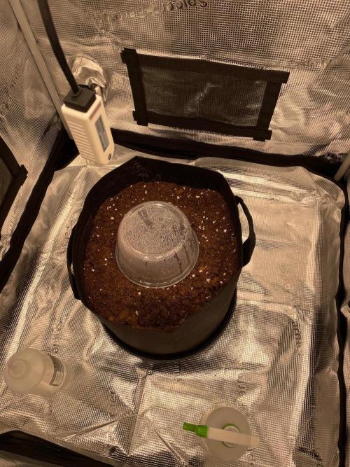 First time - fingers crossed!. Week 0 - Pot in tent