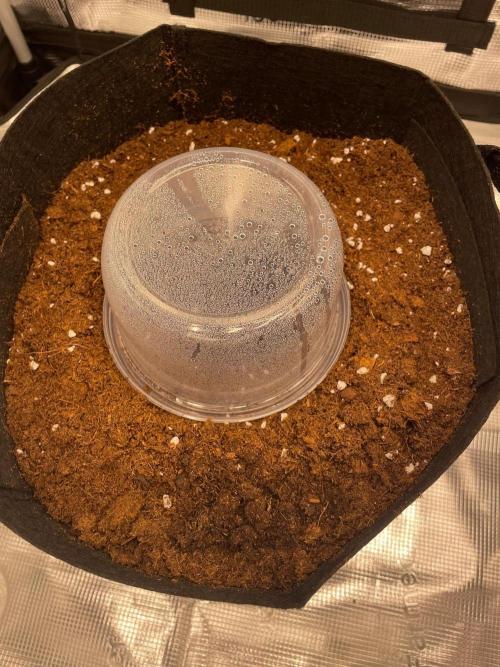 First time - fingers crossed!. Week 0 - Soil and dome