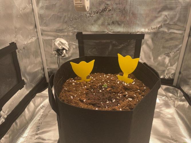 First time - fingers crossed!. Week 1 - Sticky pads arrived