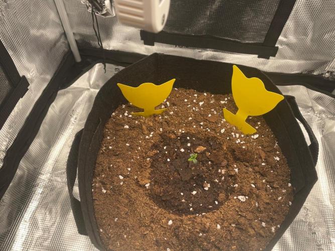 First time - fingers crossed!. Week 1
