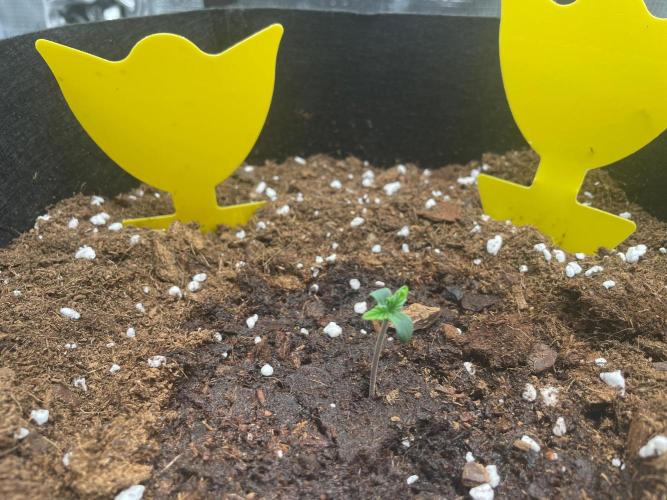 First time - fingers crossed!. Week 1