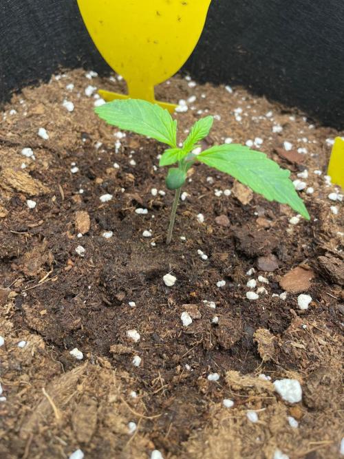First time - fingers crossed!. Week 2 - 11 days old