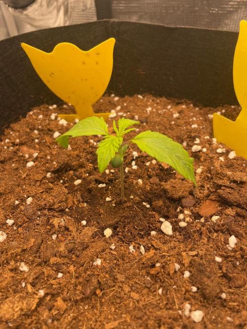 First time - fingers crossed!. Week 2 - 12 days from planting seed