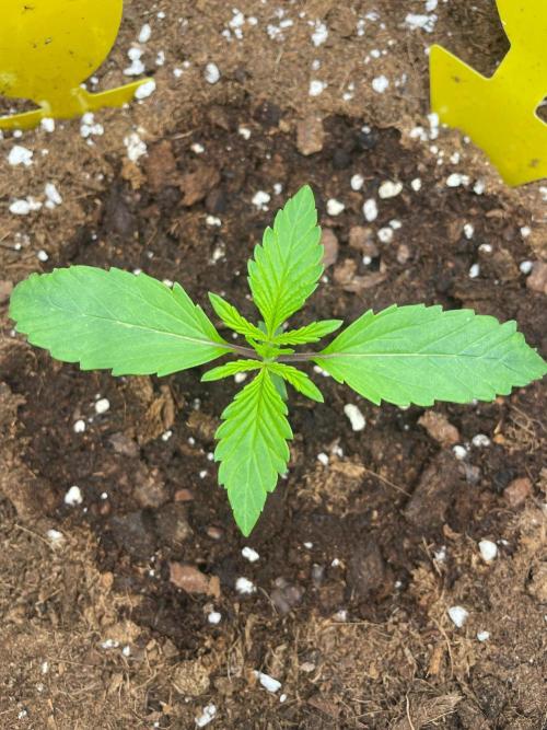 First time - fingers crossed!. Week 2 - 13 days after planting seed