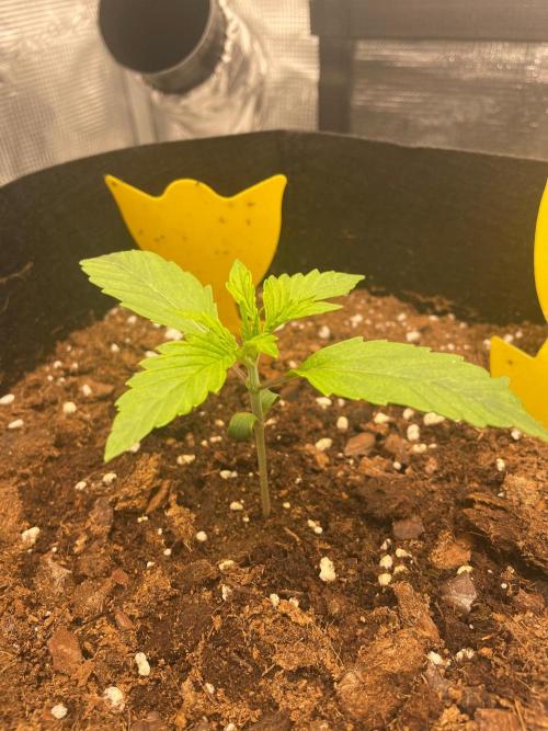 First time - fingers crossed!. Week 2 - 14 days after planting seed