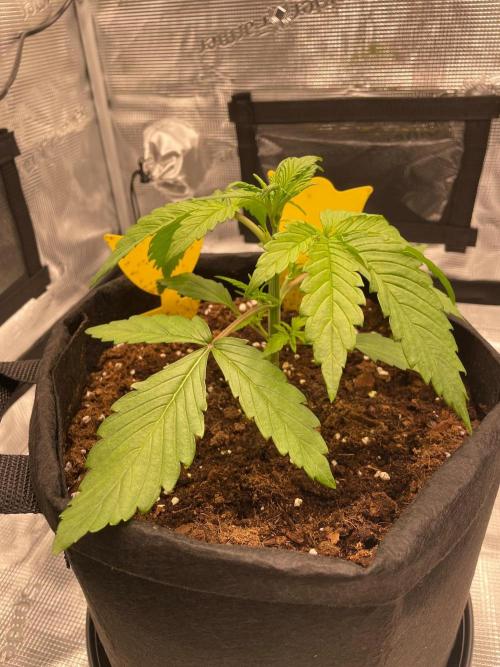 First time - fingers crossed!. Week 3