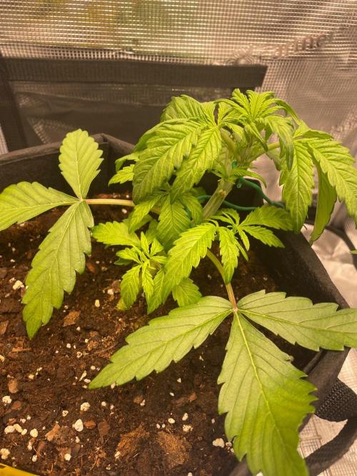 First time - fingers crossed!. Week 3 - Symptoms of over watering