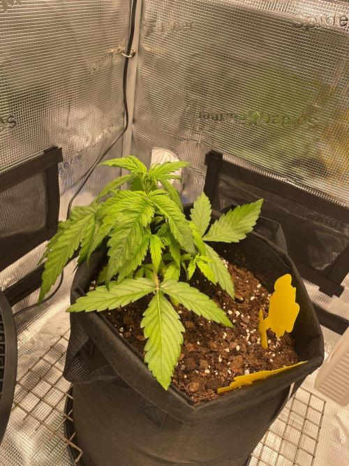 First time - fingers crossed!. Week 3 - Not looking too well
