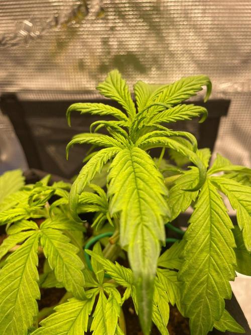 First time - fingers crossed!. Week 3 - Current state