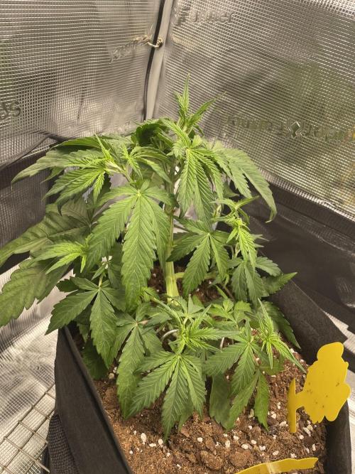 First time - fingers crossed!. Week 4 - 4 weeks old looking a bit sad