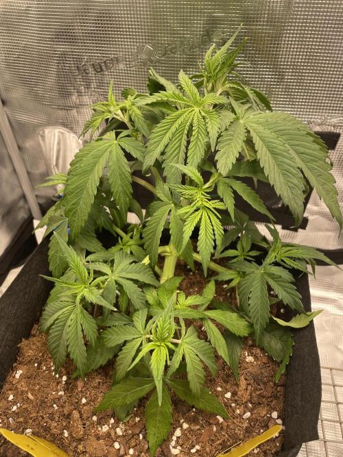 First time - fingers crossed!. Week 4 - 4 weeks 