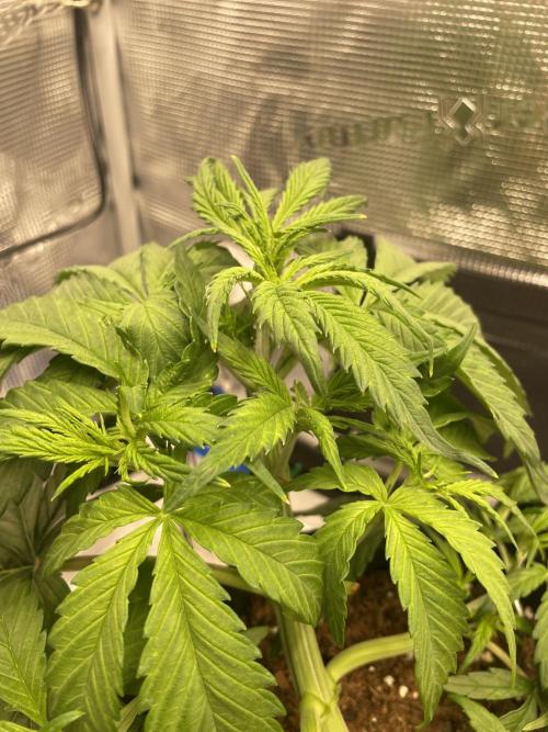First time - fingers crossed!. Week 4 - 2 days ago. Not great