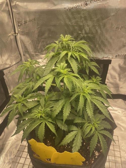 First time - fingers crossed!. Week 5 - Perking up
