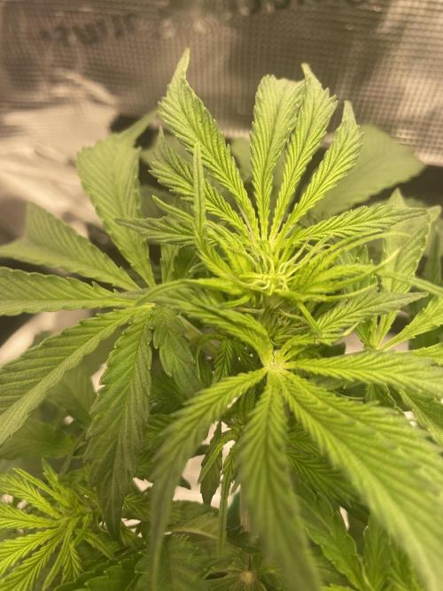First time - fingers crossed!. Week 5 - Top leaves