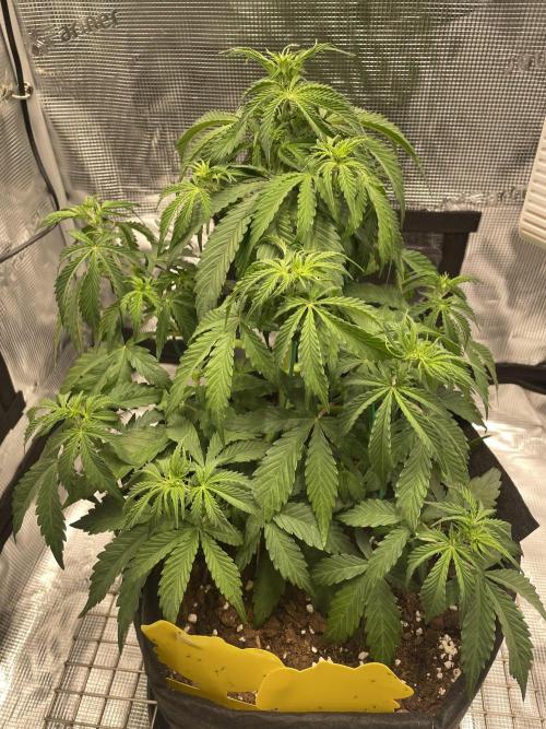 First time - fingers crossed!. Week 5 - A bit bushy