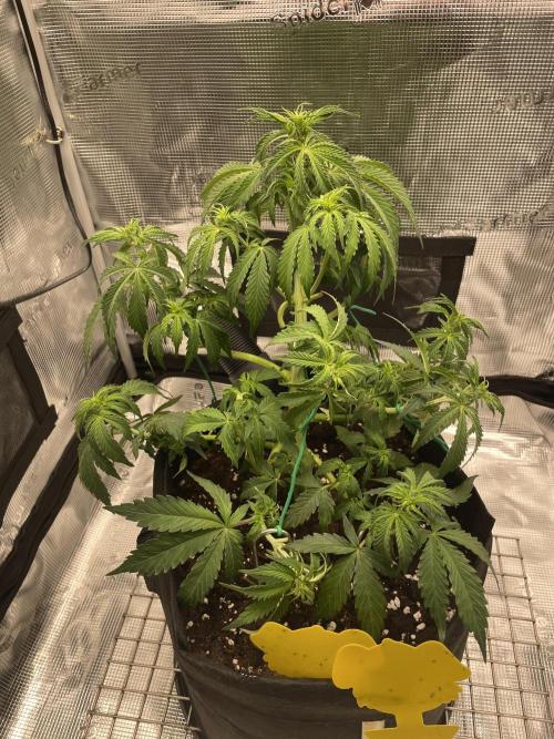 First time - fingers crossed!. Week 5 - Defoliated