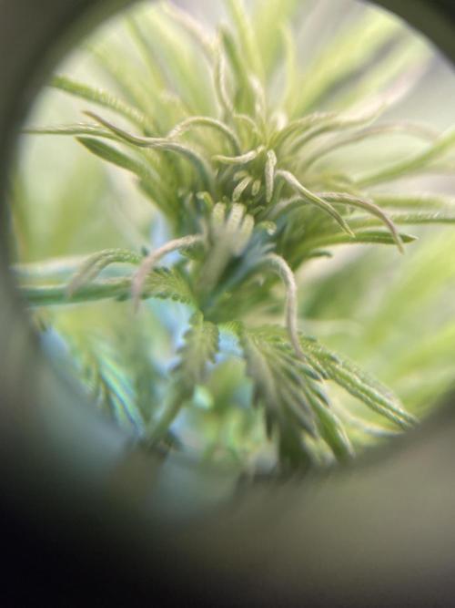 First time - fingers crossed!. Week 5 - Flowering