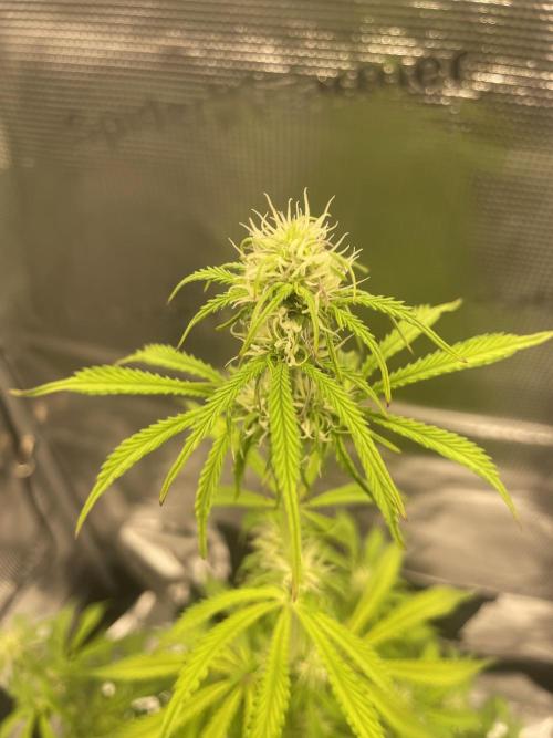 First time - fingers crossed!. Week 7