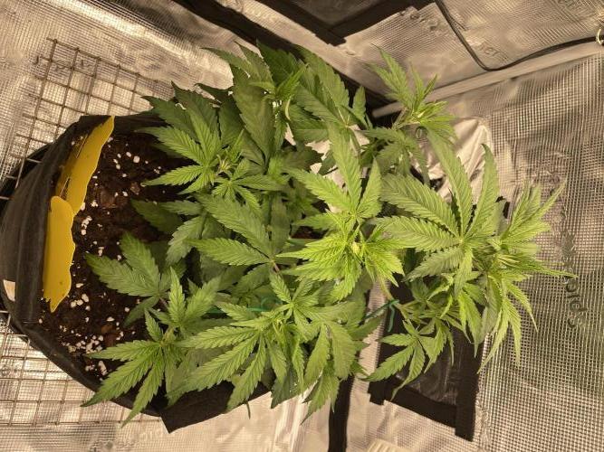 First time - fingers crossed!. Week 5 - Growing