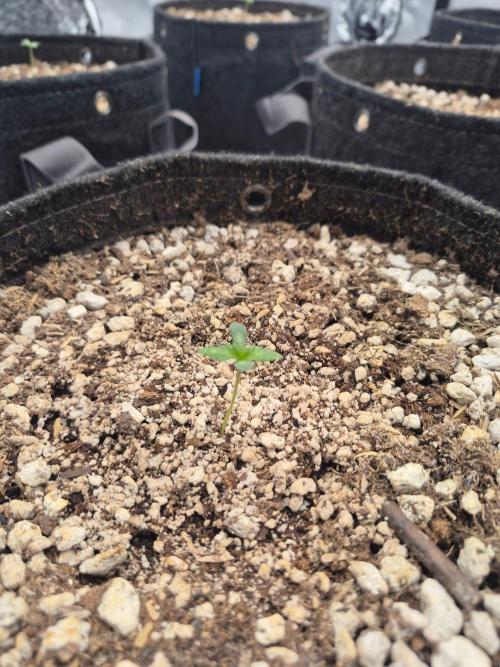 BCG run#2. Week 0 - 4days old