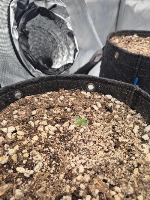 BCG run#2. Week 0 - 4 days old