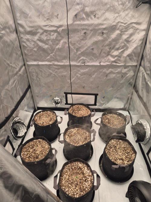 BCG run#2. Week 0 - 6/7 popped the surface. Have only one not pop out of 14 ran so far.