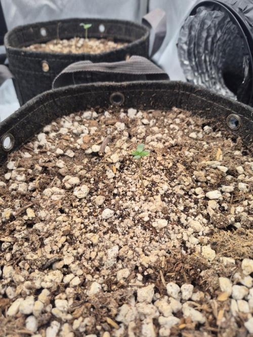 BCG run#2. Week 0 - 4 days old