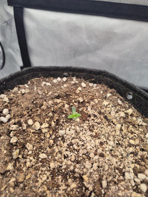 BCG run#2. Week 0 - 4days old