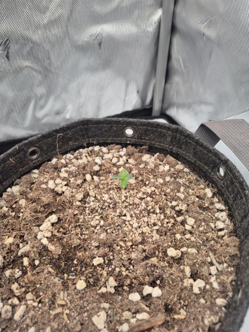 BCG run#2. Week 0 - 4days old