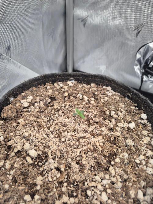 Black Cherry Gushers. Week 0