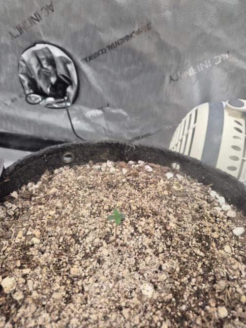 Mimosa x Orange Punch Auto run #2. Week 0 - 4days old