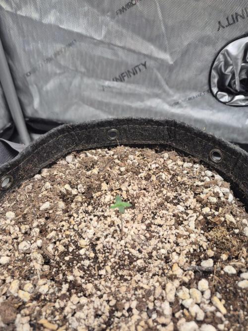 Mimosa x Orange Punch Auto run #2. Week 0 - 4days old 