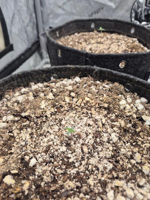 Mimosa x Orange Punch Auto run #2. Week 0 - 4days old 