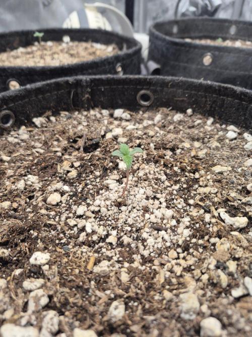 Mimosa x Orange Punch Auto run #2. Week 0 - 4days old 