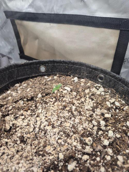 Mimosa x Orange Punch Auto run #2. Week 0 - 4days old 